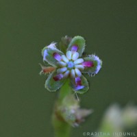 Trema orientale (L.) Blume